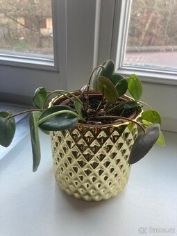 Pokojová rostlina pilea - 3