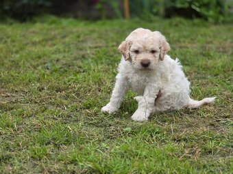 Italský vodní pes s PP - Lagotto romagnolo - 3
