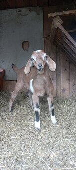 Nabízím k závaznému zamluvení anglonubíjska kůzlata bezrohé. - 3