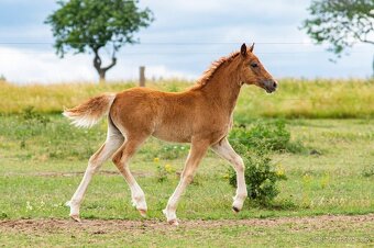 Welsh cob klisna - 3