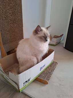 Ragdoll - 3