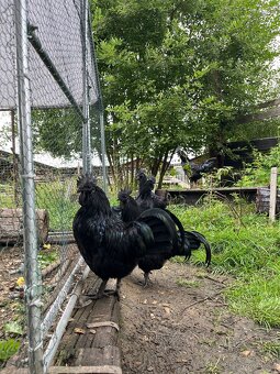 Ayam Cemani kohouti - 3