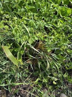 Prodej stavebního pozemku obec Heršpice - 3