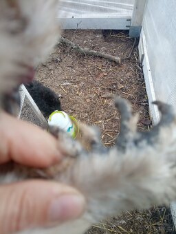 Mauve kohoutek hedvábnička USA - 3