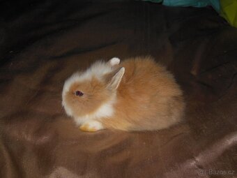 Zakrslý králíček Teddy - 3