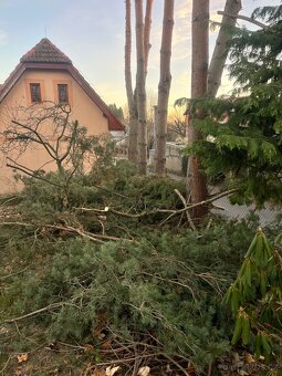 Borovicové chvojí - čerstvé voňavé - 3