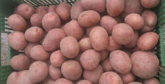 brambory k uskladnění - 3