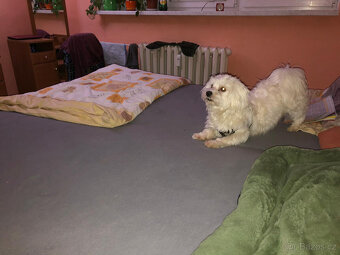 Prodám Maltézáčka - 3