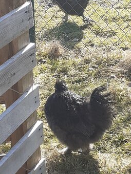 Kohout hedvábničky - 3