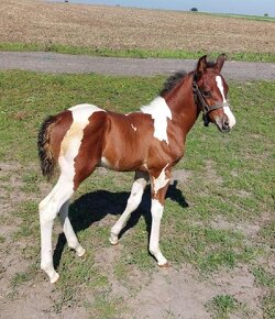 Prodám valacha  american paint horse - 3