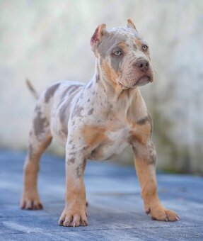 American bully xl, pitbull xxl merle tricolor - 3