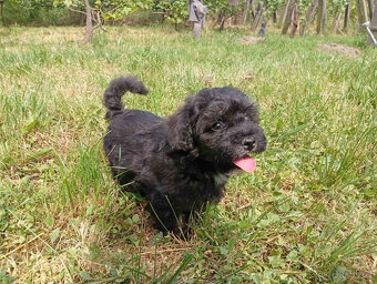 Maltipoo - 3