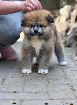 Akita Inu s PP - 3