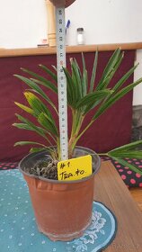 Palma Trachycarpus fortunei - 3