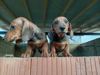 Jezevčík trpasličí - 3