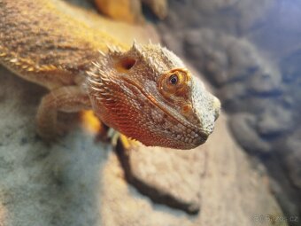 Agama vousatá s teráriem a komodou - 3