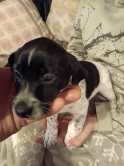 Nabízím štenata Jack Russell teriér - 3