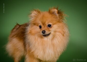 Шпиц померанский красотка - 3