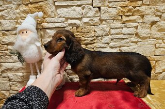 Jezevčík dlouhosrstý trpasličí s PP - 3