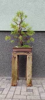 Bonsai, bonsaj, borovice v misce - 3