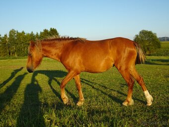 Prodám klisnu WPBr s PP, - 3