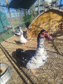 Prodám kachny pižmové - 3