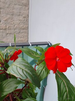 Balzamina - 3