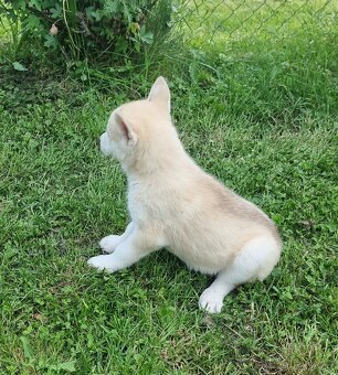 Sibirsky Husky - 3