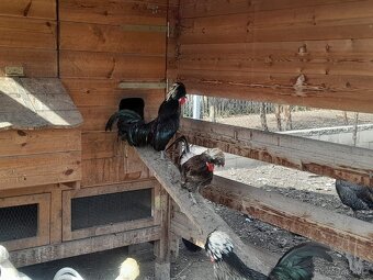 Zdrobnělá Holanďanka - 3