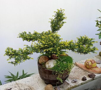 Tis červený bonsai - 3