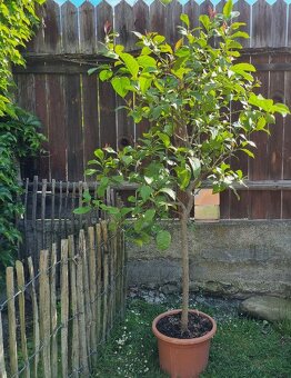 190 cm vysoký citrus, citronovník - 3