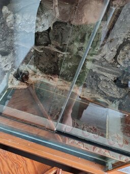 terarium - 3
