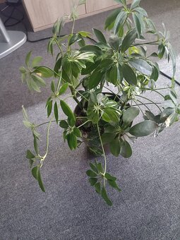 Schefflera arboricola - 3