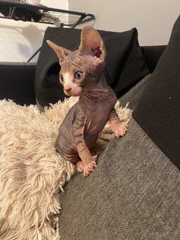 Kanadský sphynx bez PP - 3