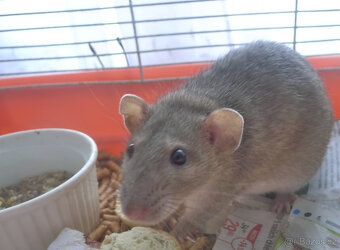 Dumbo potkánci k rezervaci, s odběrem konec srpna - 3