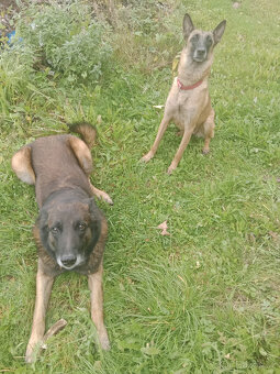 Belgický ovčák malinois bez PP - 3