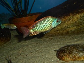 Otopharynx Tetrastigma - 3