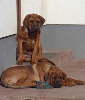 Tosa inu - pejsci k odběru - 3