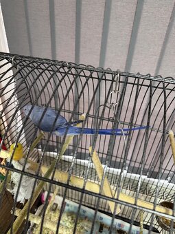 Alexandr malý, fialový, ručně dokrmený - 3