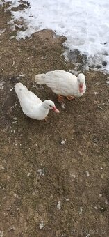 Kachna pižmová bílá 5 ks - 3