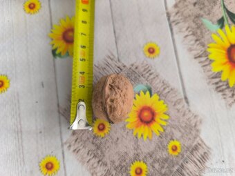 Vlašské ořechy loupané i neloupané 2025 - 3