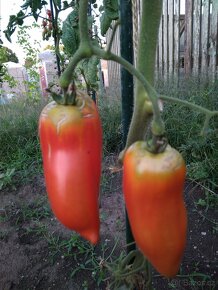 Sazenice rajčat - 3