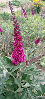 Komule Davidova (Buddlea, Motýlí keř) - viz fota - 3