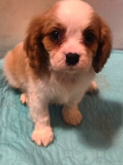Kavalír king Charles spanel - 3