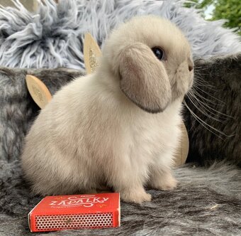 ❤️❤️Krásná Minilop Kralicek veranek miminka - 3