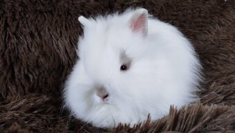 Zakrslý králík, králíček -(TEDDY)-HERBERT - 3