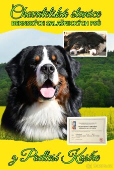 Bernský salašnický pes - štěňátka s Průkazem původu - 3