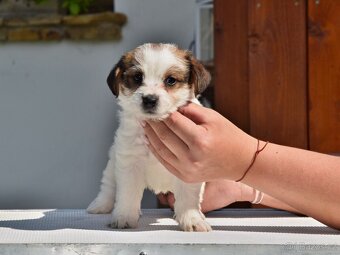 Jack Russell teriér s PP - Moet - 3