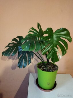 Monstera deliciosa  a thai - 3
