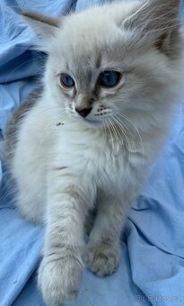 Ragdoll Hello - 3